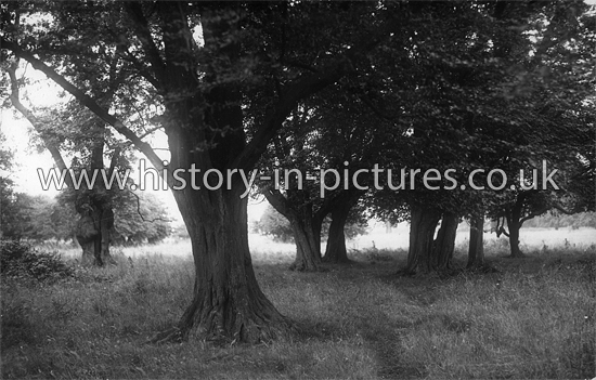 A View of Hatfield Forest, Essex. c.1920's